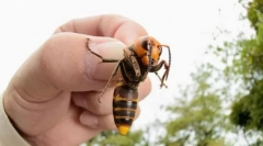 Japanski ogroman hornet